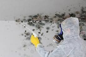 Biohazard Mold Removal in Mayflower Village, CA